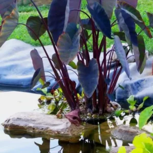 Taro 'Black Magic' Colocasia Esculenta - Live Aquatic Marginal Starter Plant for Water Gardens, Ponds and Aquascapes