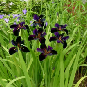 Iris 'Black Gamecock' Louisiana Iris - Live Aquatic Marginal Starter Plant for Water Gardens, Ponds and Aquascapes