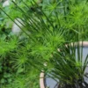 Dwarf Papyrus Cyperus Haspans - Live Aquatic Marginal Starter Plant for Water Gardens, Ponds and Aquascapes