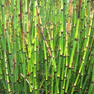 Horsetail Rush Equisetum Hyemale - Live Aquatic Marginal Starter Plant for Water Gardens, Ponds and Aquascapes