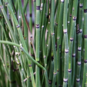 Horsetail Rush Equisetum Hyemale - Live Aquatic Marginal Starter Plant for Water Gardens, Ponds and Aquascapes