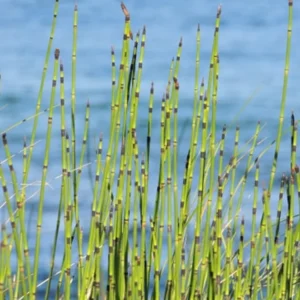 Horsetail Rush Equisetum Hyemale - Live Aquatic Marginal Starter Plant for Water Gardens, Ponds and Aquascapes