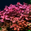 Ludwigia Super Red "Mini" - Easy Live Aquarium Pond Aquatic Plant