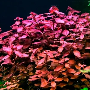 Ludwigia Super Red "Mini" - Easy Live Aquarium Pond Aquatic Plant