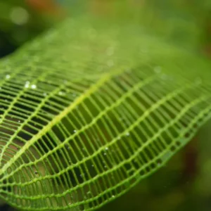 Madagascar Lace Plant Aponogeton Madagascariensis - Easy Live Aquarium Pond Aquatic Plant