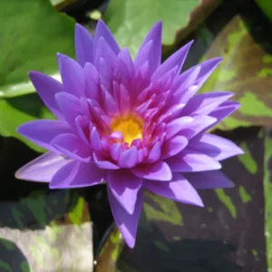 Nymphaea ‘Star Of Siam’ Tropical Water Lily Full Grown Plant - Live Aquatic Pond Plant