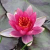 Pygmaea 'Phoebus' Water Lily Full Grown Plant - Live Aquatic Pond Plant