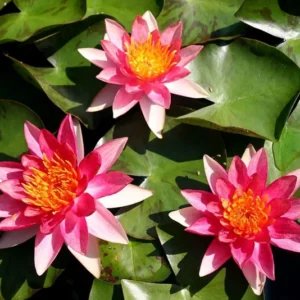 Pygmaea 'Phoebus' Water Lily Full Grown Plant - Live Aquatic Pond Plant