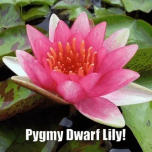 Pygmaea 'Phoebus' Water Lily Full Grown Plant - Live Aquatic Pond Plant