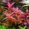 Rotala Magenta - Easy Live Aquarium Pond Aquatic Plant