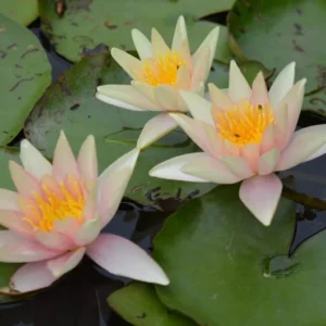 Nymphaea 'Sioux' Water Lily Full Grown Plant Or Bulb Easy Live Aquatic Pond Plant