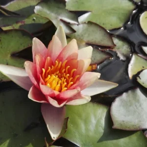 Nymphaea 'Sioux' Water Lily Full Grown Plant Or Bulb Easy Live Aquatic Pond Plant