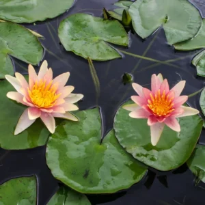 Nymphaea 'Sioux' Water Lily Full Grown Plant Or Bulb Easy Live Aquatic Pond Plant