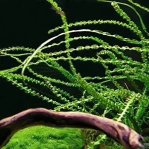 Crinum Calamistratum - Easy Live Aquarium Pond Aquatic Plant