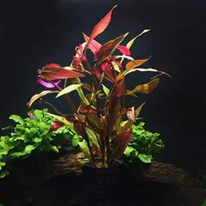Scarlet Temple Alternanthera Reineckii - Easy Live Aquarium Pond Aquatic Plant