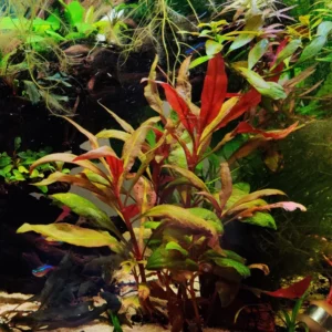 Scarlet Temple Alternanthera Reineckii - Easy Live Aquarium Pond Aquatic Plant