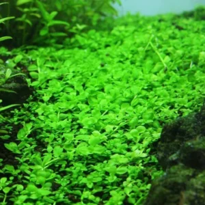 Monte Carlo Micranthemum Tweediei - Easy Live Aquarium Pond Aquatic Plant