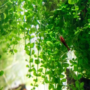 Monte Carlo Micranthemum Tweediei - Easy Live Aquarium Pond Aquatic Plant