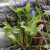 Purple Pickerel Rush Pontederia Cordata - Live Aquatic Marginal Starter Plant for Water Gardens, Ponds and Aquascapes