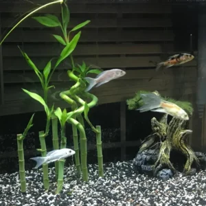 6 Inch Lucky Bamboo Dracaena Sanderiana - Easy Live Aquarium Pond Aquatic Plant 3 Stems