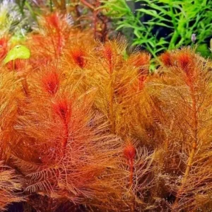 Red Foxtail Myrio Myriophyllum - Easy Live Aquarium Pond Aquatic Plant