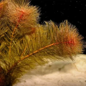 Red Foxtail Myrio Myriophyllum - Easy Live Aquarium Pond Aquatic Plant