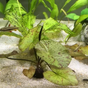 Tiger Lotus Nymphaea Zenkeri - Easy Live Aquarium Pond Aquatic Plant Bulb