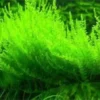 Willow Moss Fontinalis Antipyretica - Easy Live Aquarium Pond Aquatic Plant