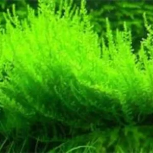 Willow Moss Fontinalis Antipyretica - Easy Live Aquarium Pond Aquatic Plant