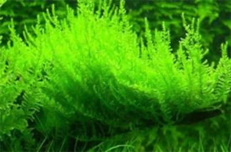 Willow Moss Fontinalis Antipyretica - Easy Live Aquarium Pond Aquatic Plant