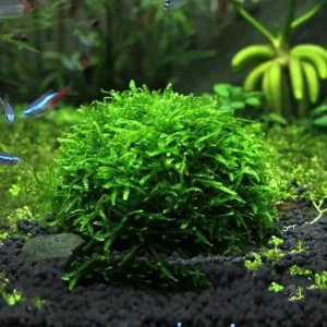 Willow Moss Fontinalis Antipyretica - Easy Live Aquarium Pond Aquatic Plant