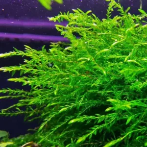 Willow Moss Fontinalis Antipyretica - Easy Live Aquarium Pond Aquatic Plant