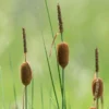 Dwarf Cattail, Graceful Dwarf - Live Aquatic Marginal Starter Plant for Water Gardens, Ponds and Aquascapes