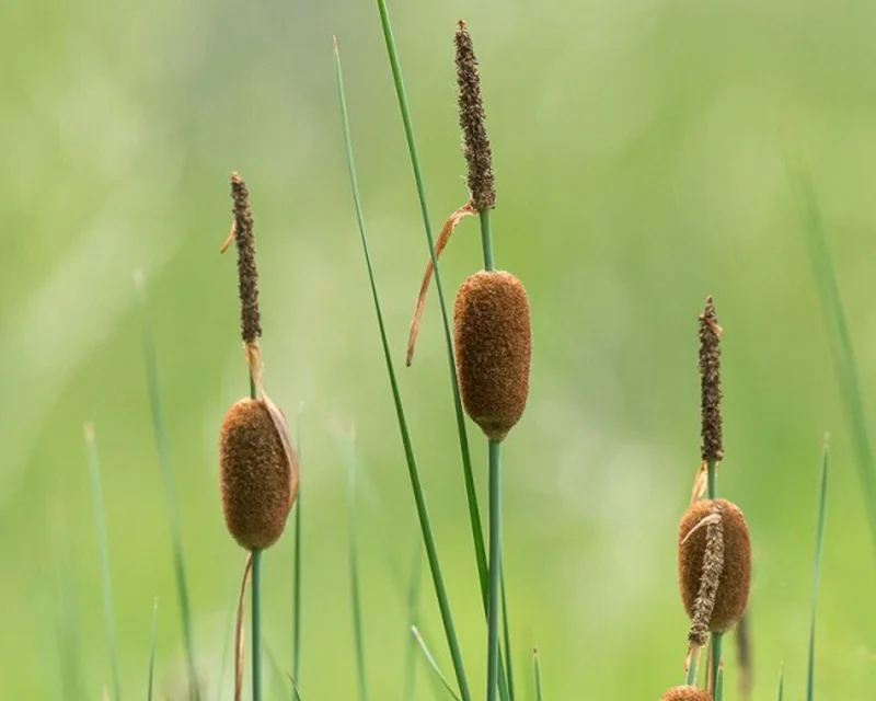 Dwarf Cattail, Graceful Dwarf - Live Aquatic Marginal Starter Plant for Water Gardens, Ponds and Aquascapes