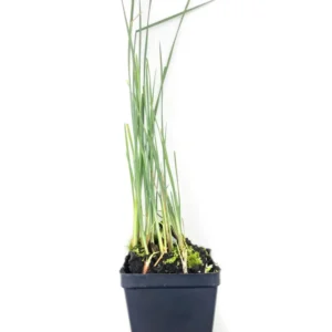 Dwarf Cattail, Graceful Dwarf - Live Aquatic Marginal Starter Plant for Water Gardens, Ponds and Aquascapes