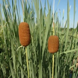 Dwarf Cattail, Graceful Dwarf - Live Aquatic Marginal Starter Plant for Water Gardens, Ponds and Aquascapes