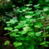 Hydrocotyle Tripartita Sp. Japan - Easy Live Aquarium Pond Aquatic Plant
