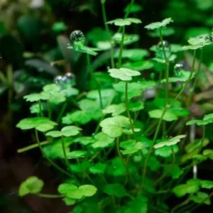 Hydrocotyle Tripartita Sp. Japan - Easy Live Aquarium Pond Aquatic Plant