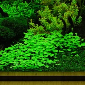 Hydrocotyle Tripartita Sp. Japan - Easy Live Aquarium Pond Aquatic Plant