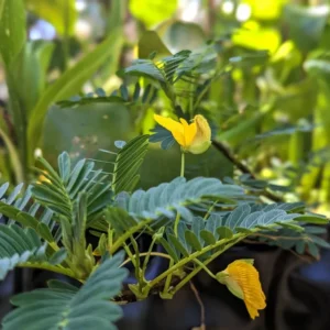 Giant Sensitive Plant Neptunia Aquatica - Live Aquatic Marginal Starter Plant for Water Gardens, Ponds and Aquascapes