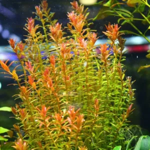 Rotala Orange Juice - Easy Live Aquarium Pond Aquatic Plant