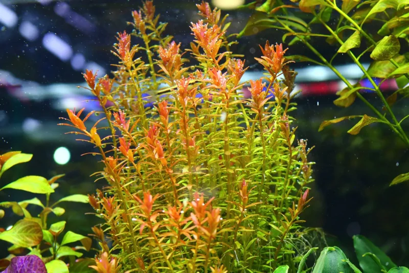 Rotala Orange Juice - Easy Live Aquarium Pond Aquatic Plant