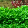 Staurogyne Repens - Easy Live Aquarium Pond Aquatic Plant
