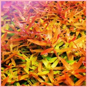 Rotala Orange Juice - Easy Live Aquarium Pond Aquatic Plant