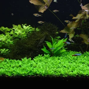 Staurogyne Repens - Easy Live Aquarium Pond Aquatic Plant