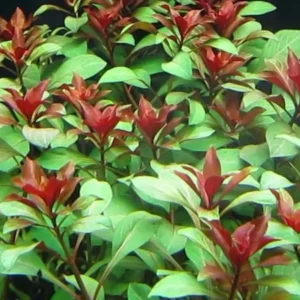 Ludwigia Peruensis - Easy Live Aquarium Pond Aquatic Plant
