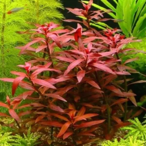 Ludwigia Peruensis - Easy Live Aquarium Pond Aquatic Plant