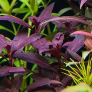 Ludwigia Peruensis - Easy Live Aquarium Pond Aquatic Plant