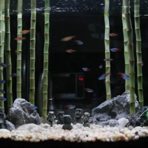 6 Inch Lucky Bamboo Dracaena Sanderiana - Live Aquatic Marginal Starter Plant for Water Gardens, Ponds and Aquascapes 3 Stems