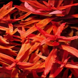 Ammania Senegalensis - Easy Live Aquarium Pond Aquatic Plant